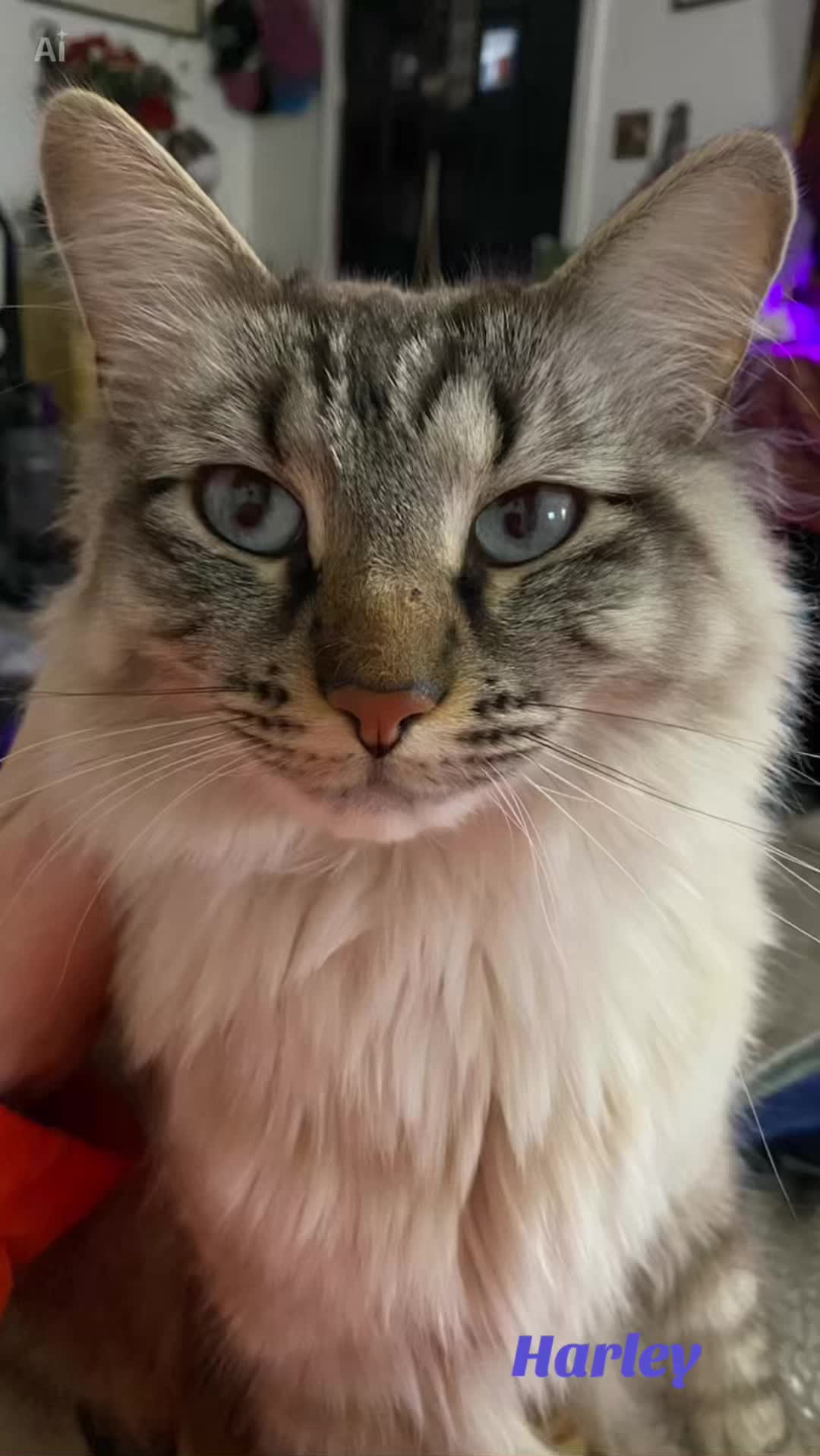 @🐈&zwj;⬛🐈Shelby🐈