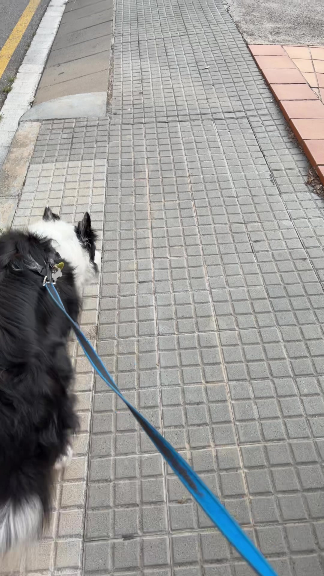@Pituykay y agapornis