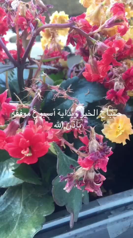 @hodnaleo: ⴱⵡⴷⵏⴰ ⵉⵣⵎ
