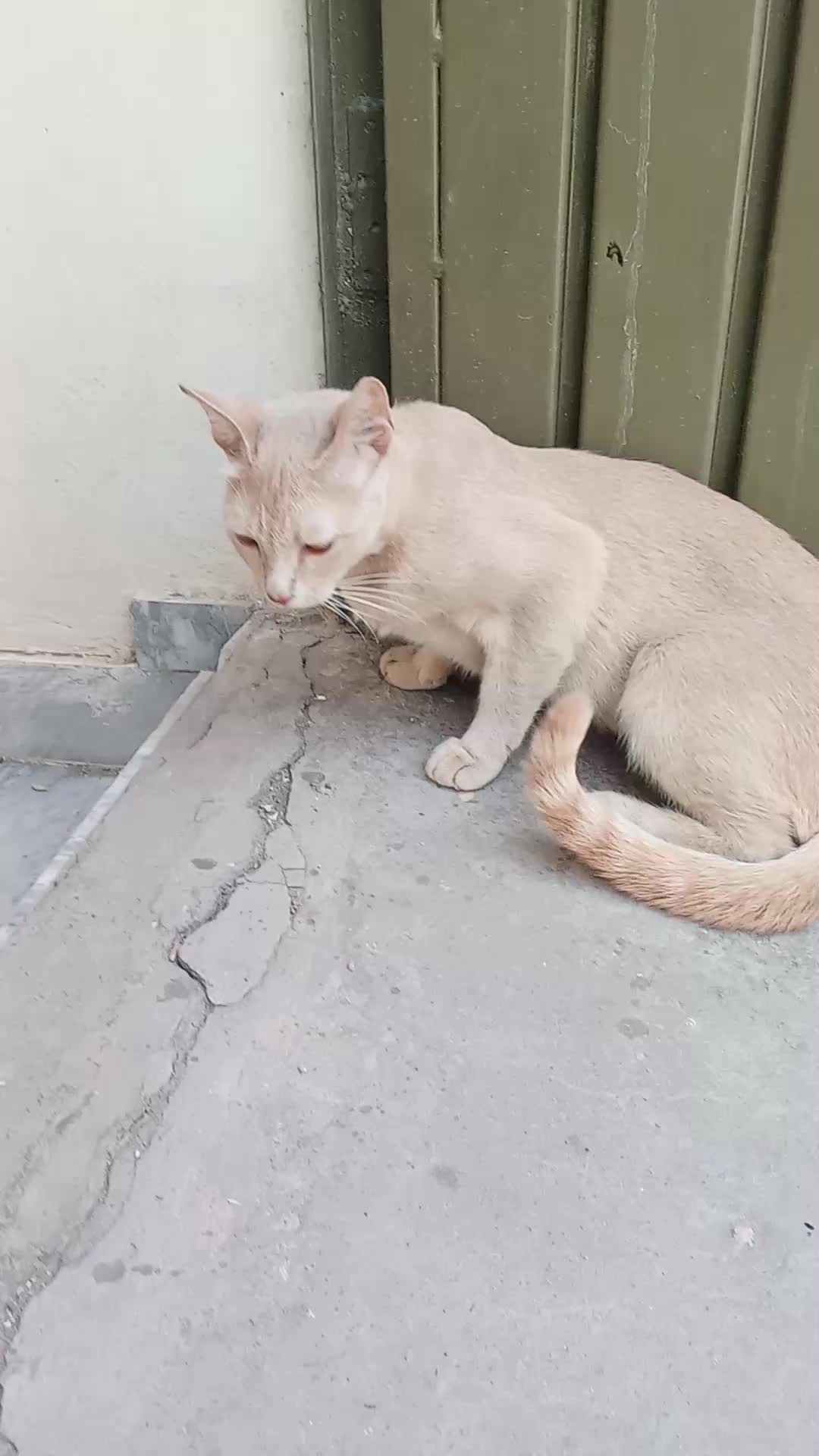 @cutecatlover8172