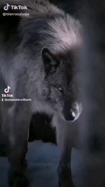 @꧁☬🐺ALEXANDER HIGGINS🐺☬꧂