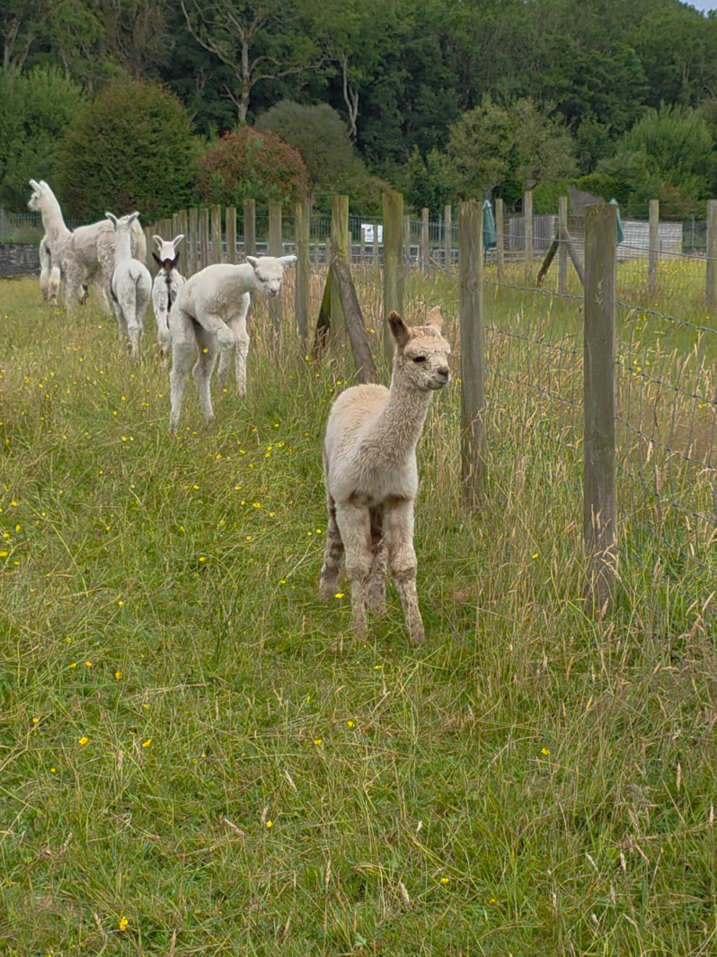@Bardsea Alpacas and Llamas