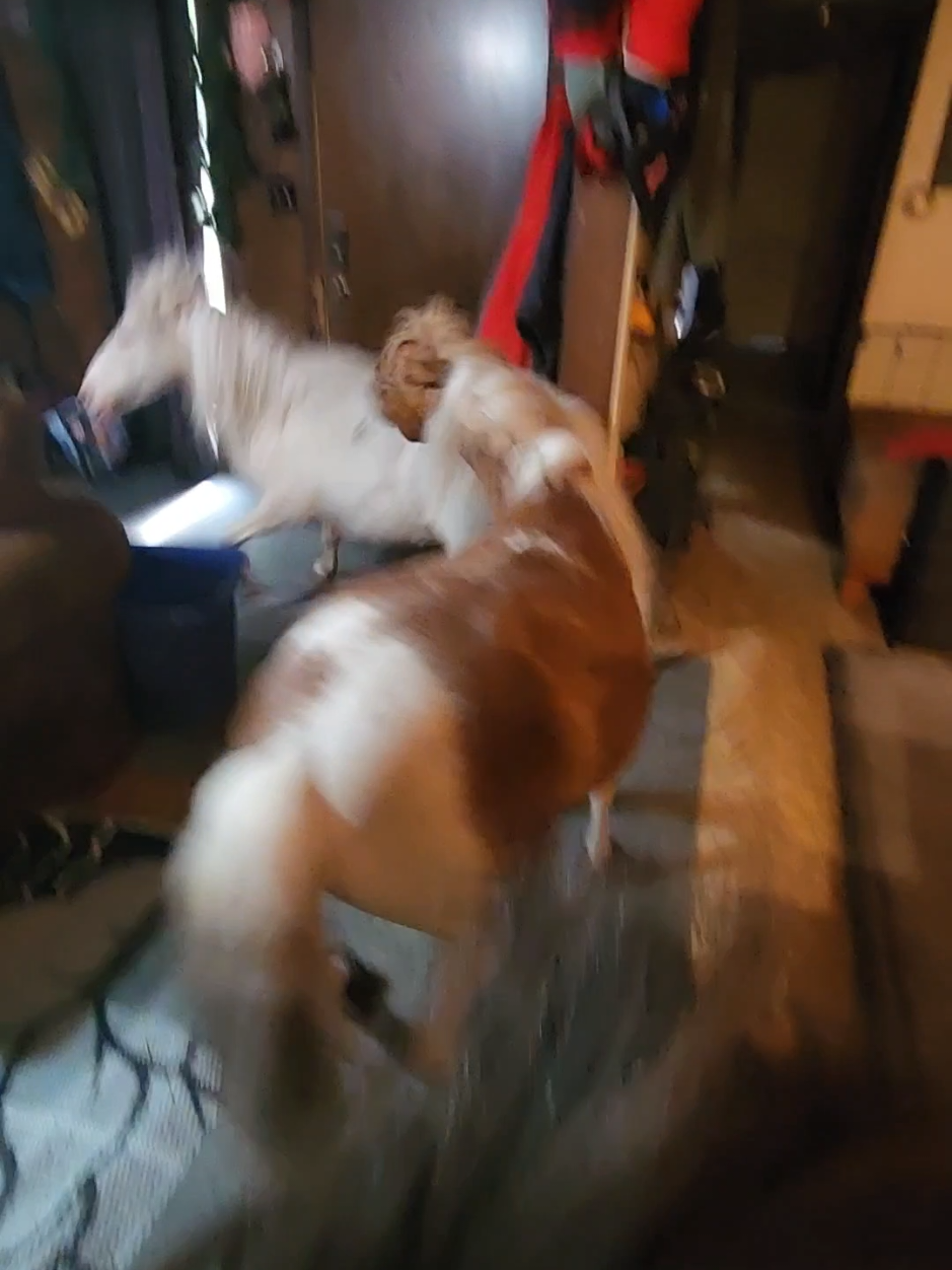 @minihorsemomandtrainer🐴🐴🐴🐴