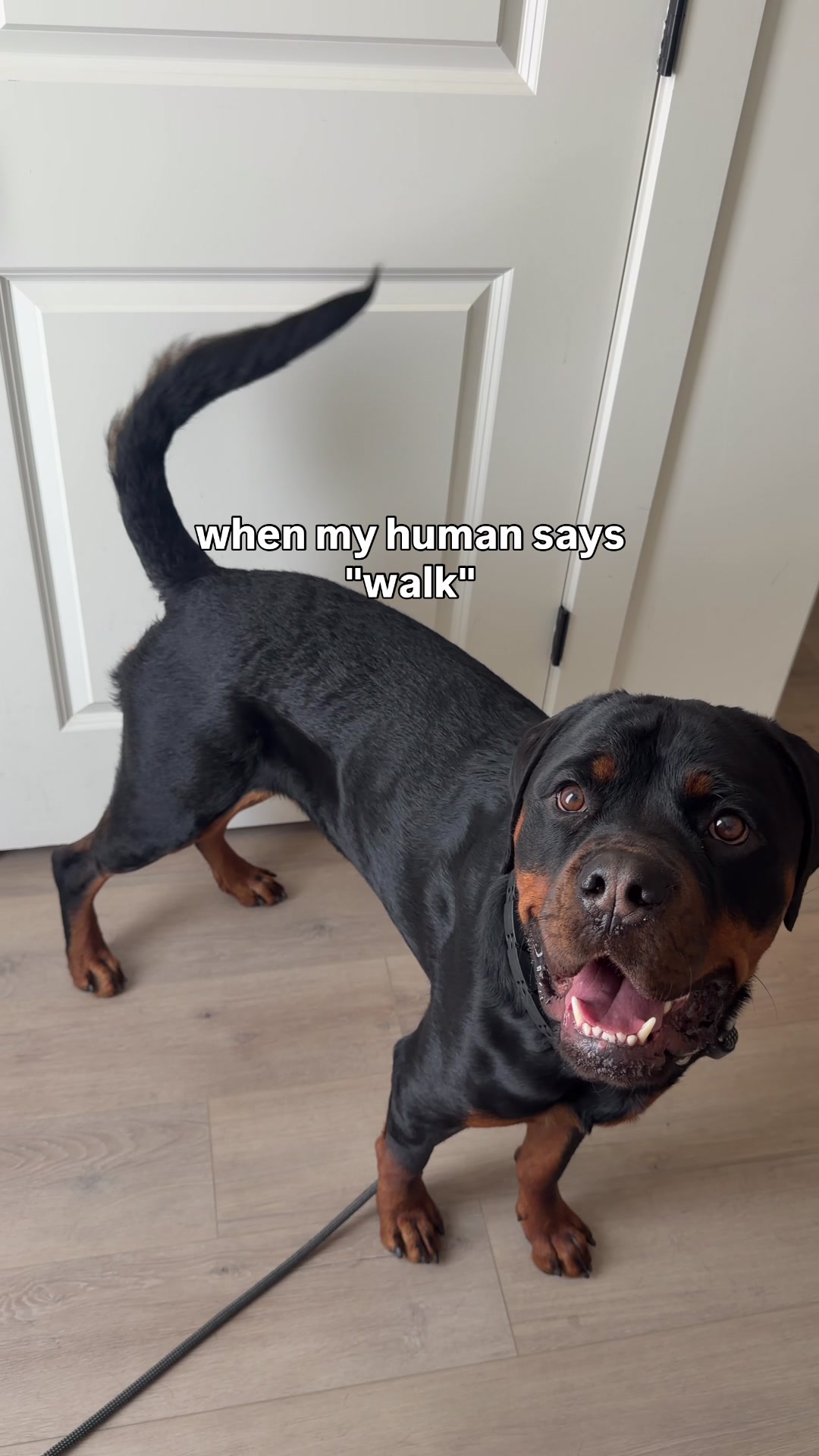 @Rex the Rottweiler