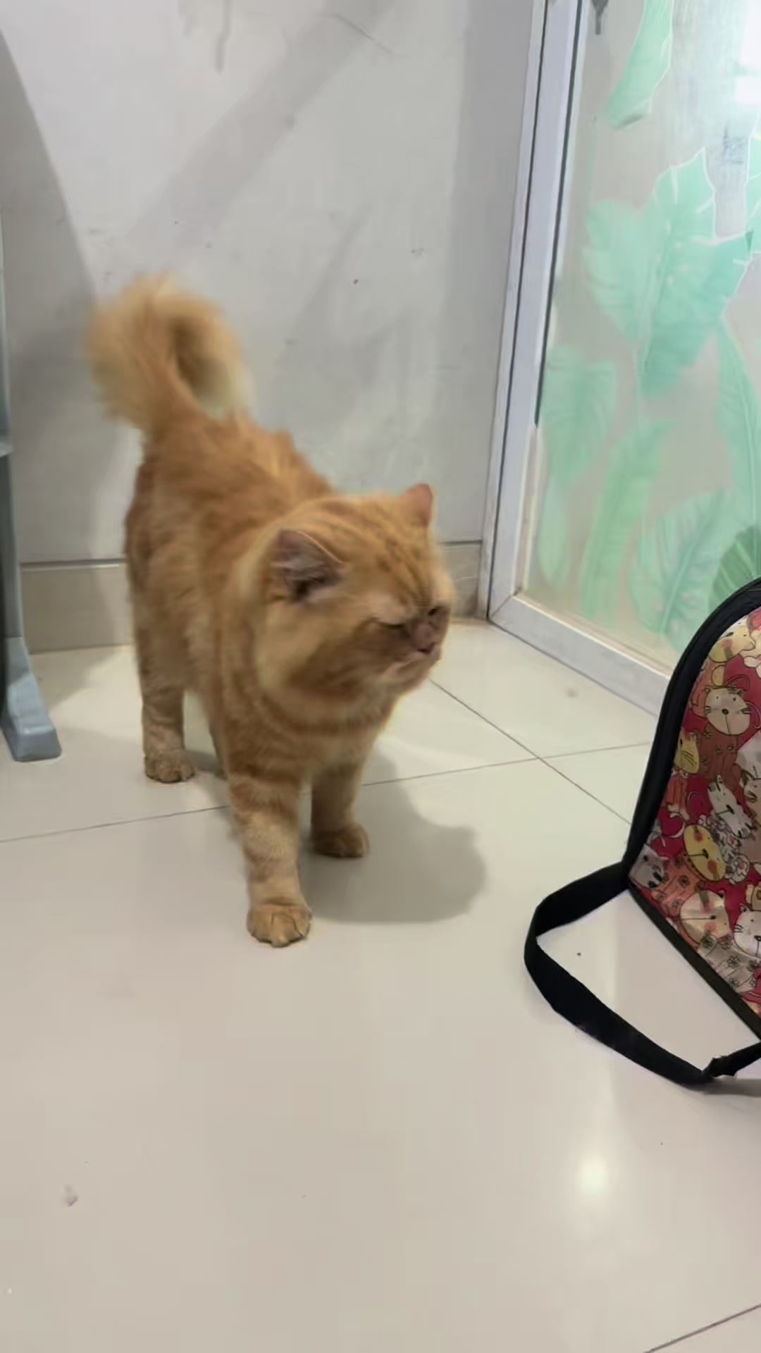 @FaenCattery