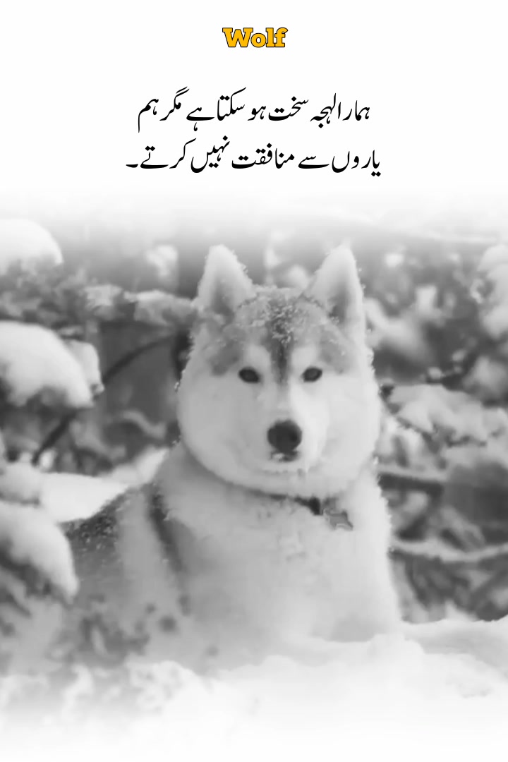 @Wolf 🐺
