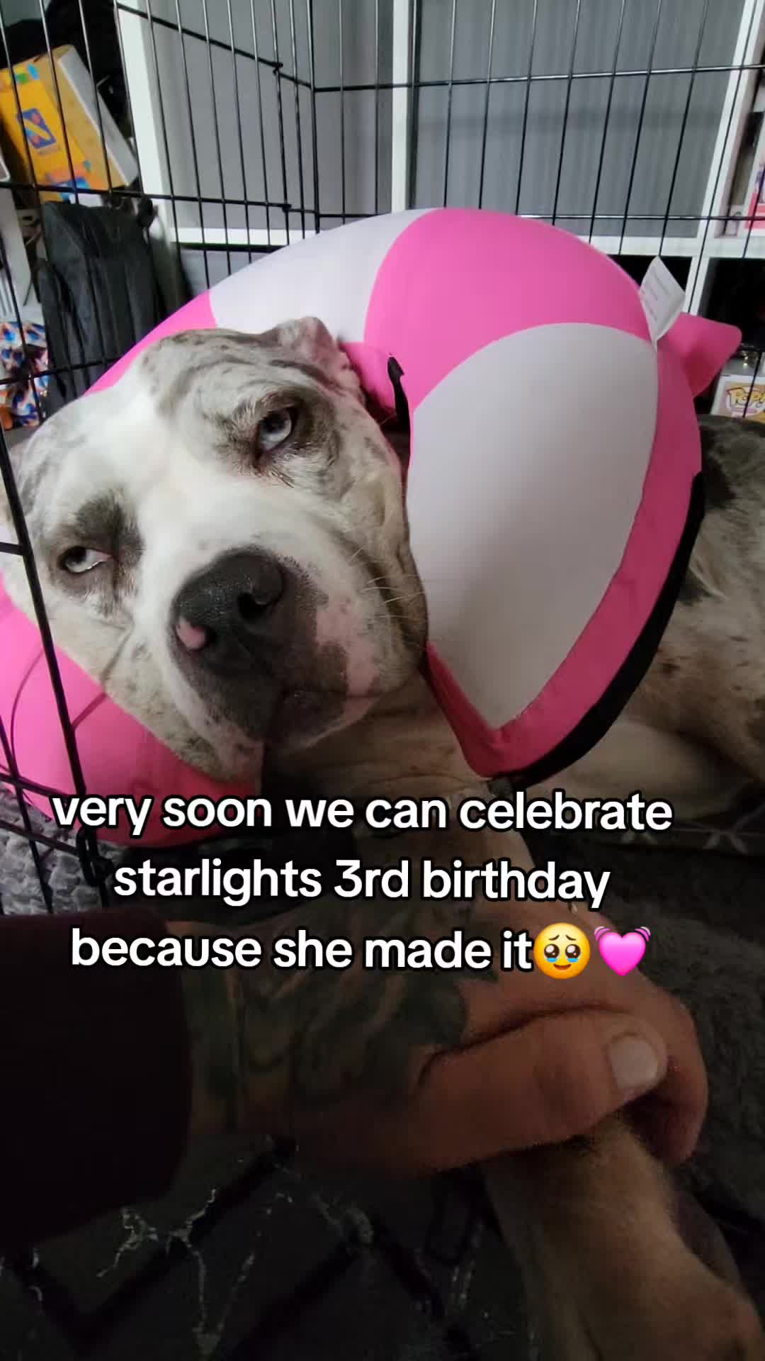 @kirsty+starlight the xl bully