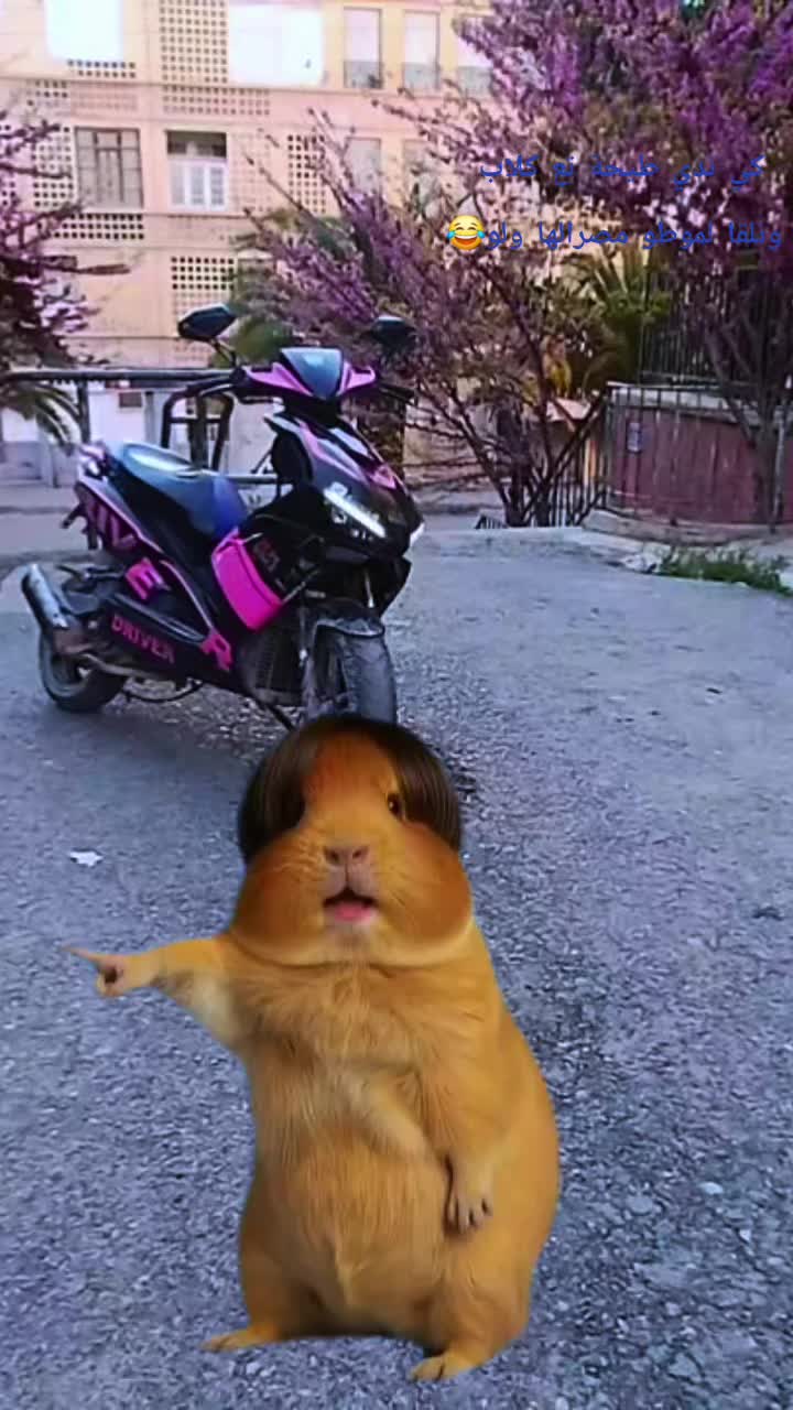 @๐ง๐ท๐ฉ ๐ฌ๐๐๐๐๐ ๐ช๐ฅท