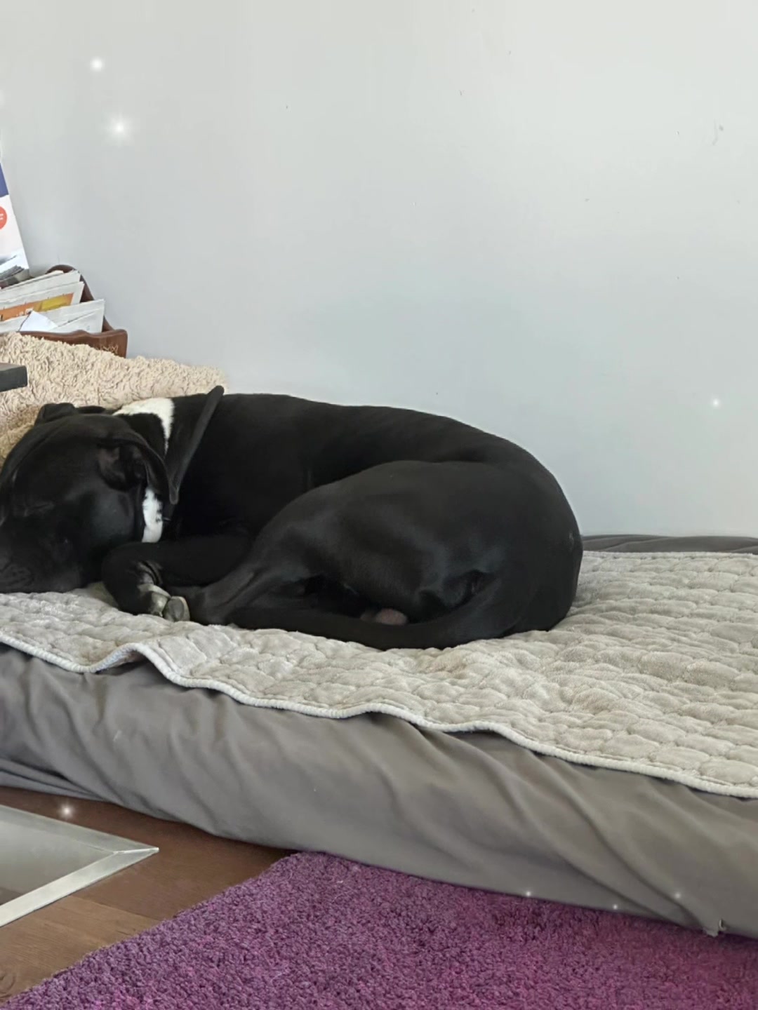 @Amstaff Tyson & Tayna &hearts;️