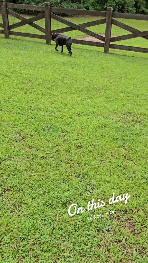 @Southern Shade Boerboels