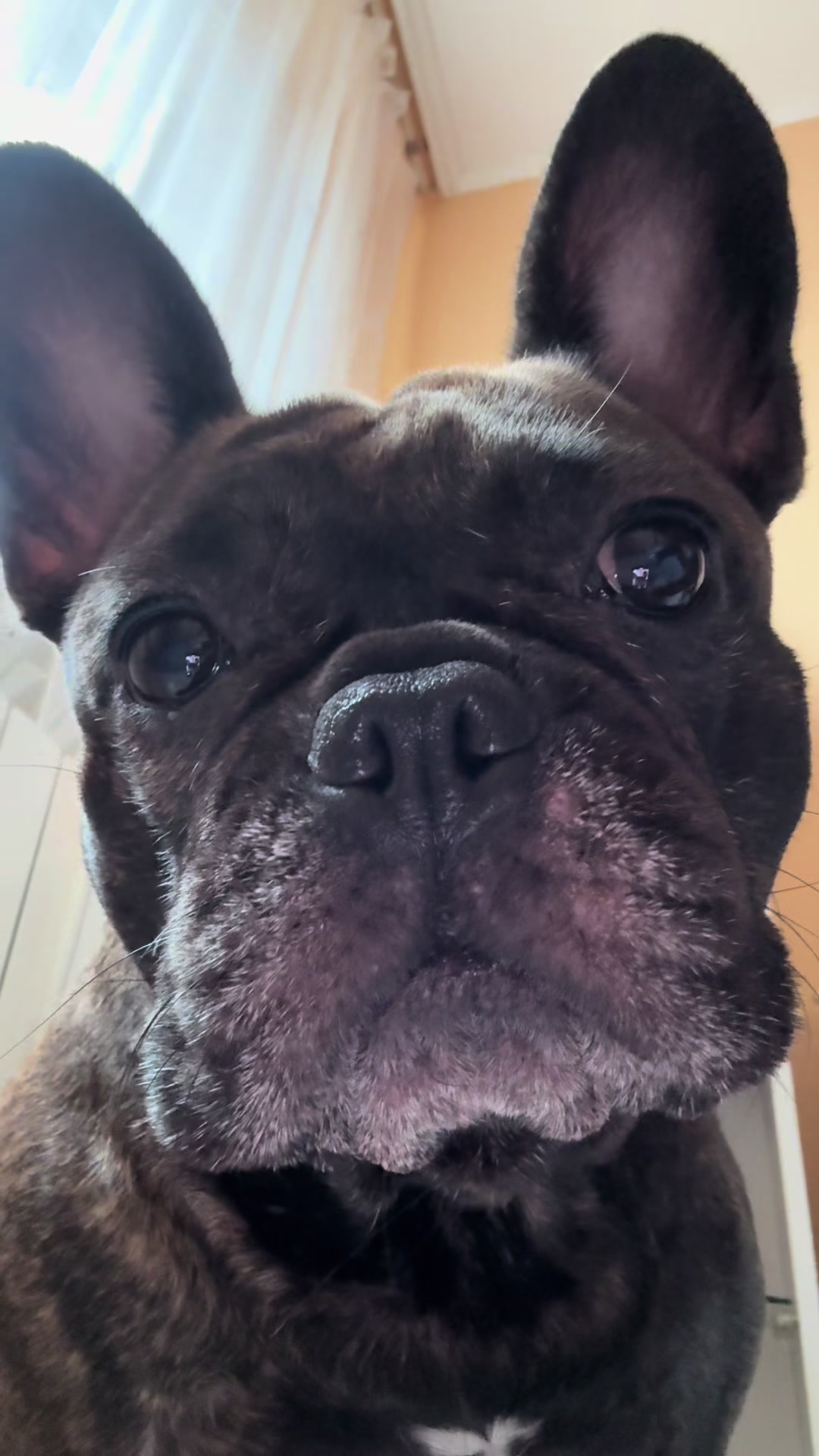 @Mia_french_bulldog