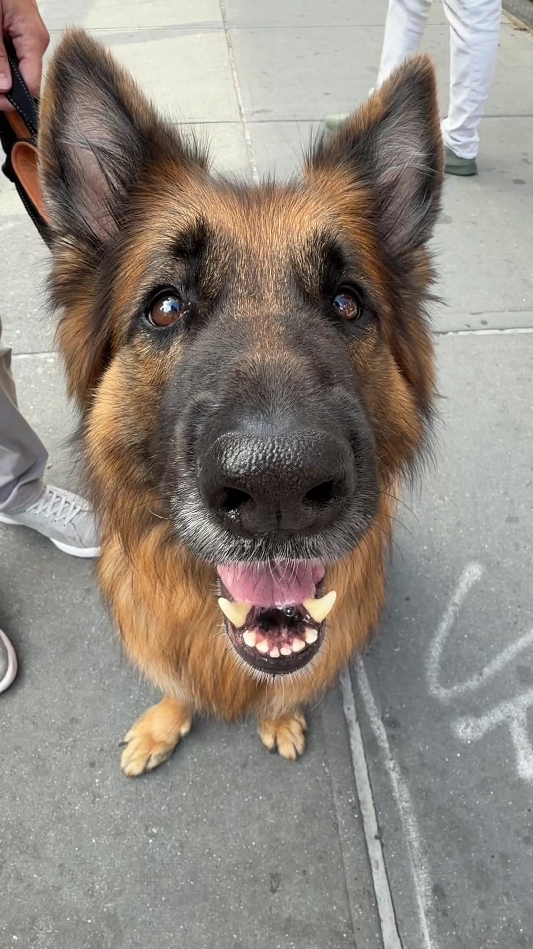 @The Dogist