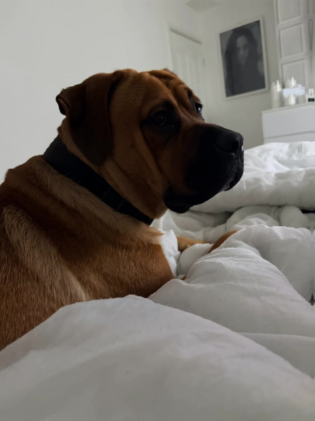 @💕Sara💕 SpartanMastiffs💕