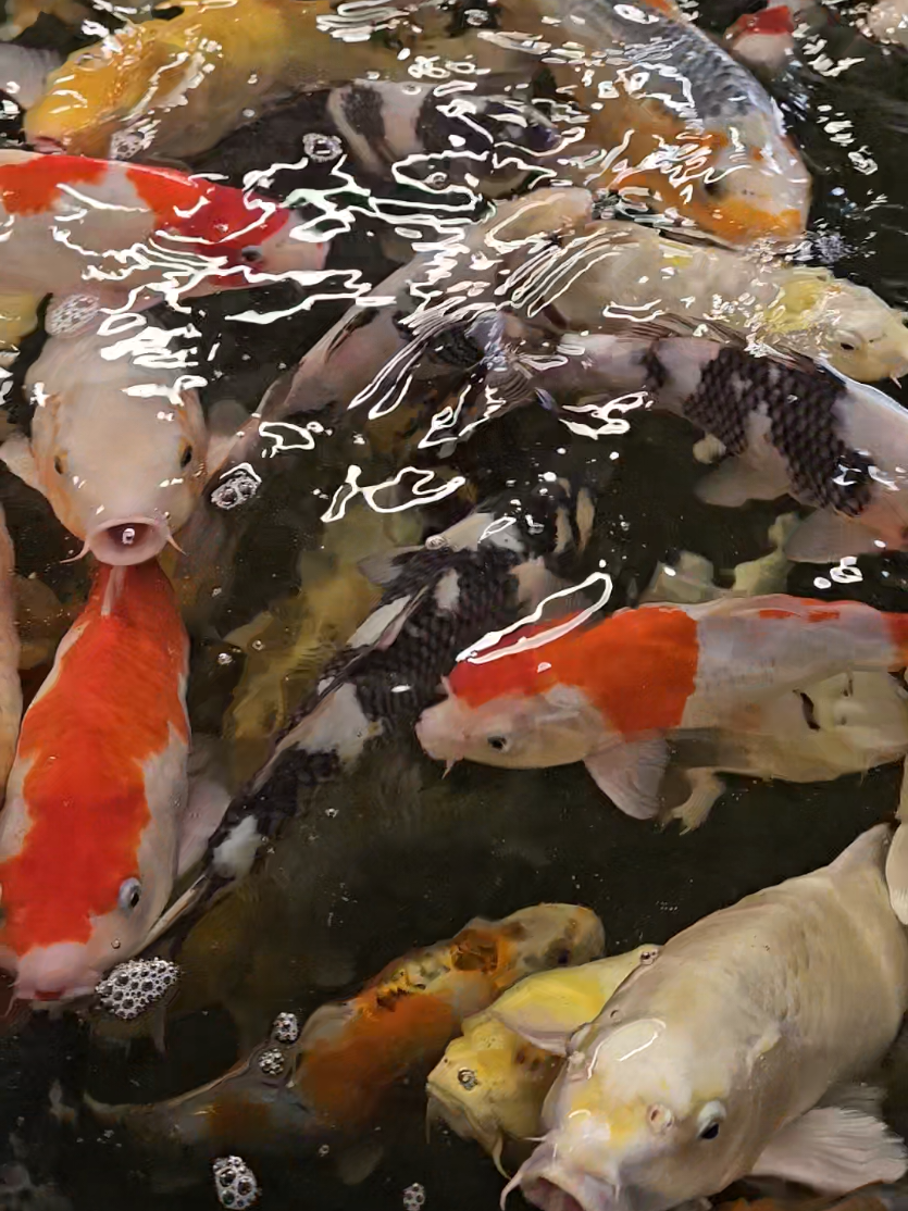 @Discus and Koi fish