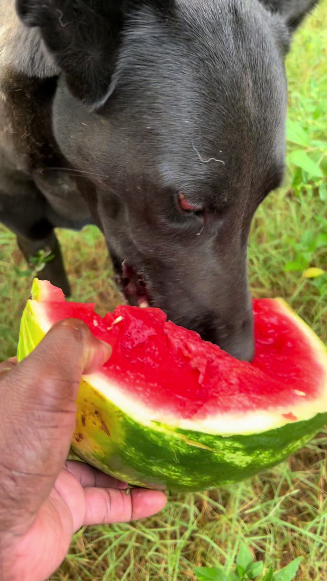 @Malinois Raptor