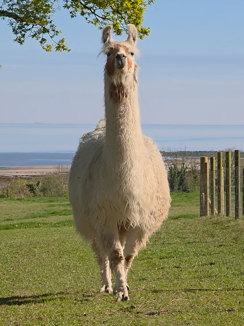 @Bardsea Alpacas and Llamas
