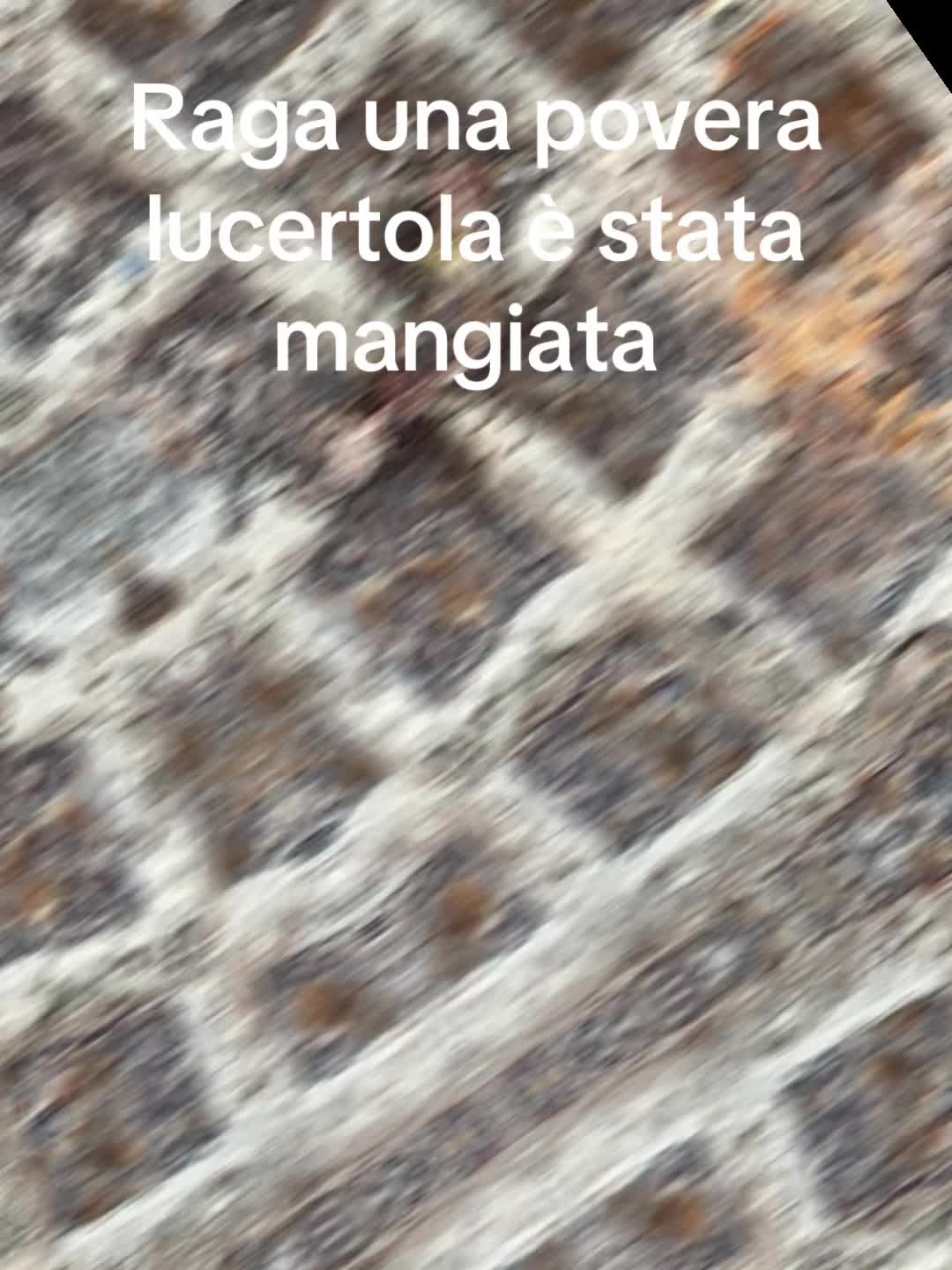 @angelo