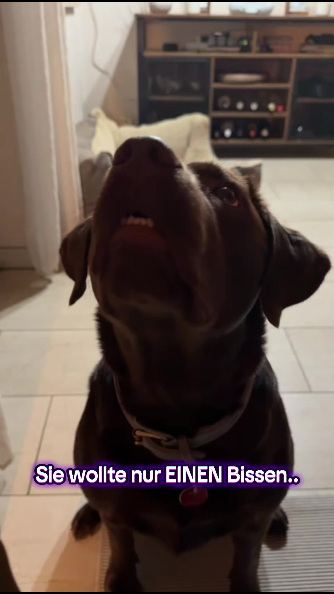 @Nala_thechocolab