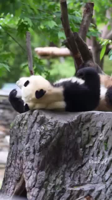 @pandy_pandaa