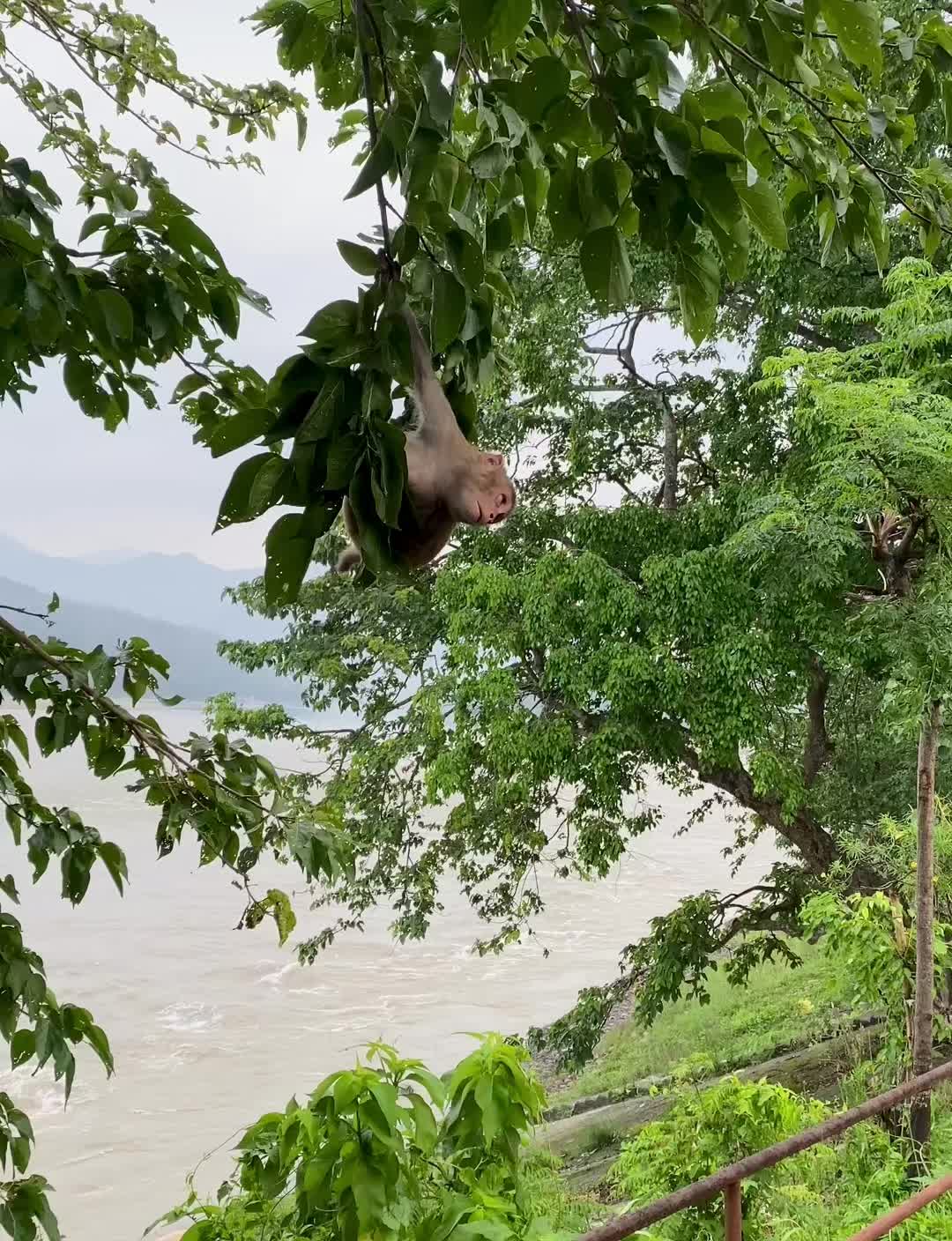 @Narayan Thapaliya