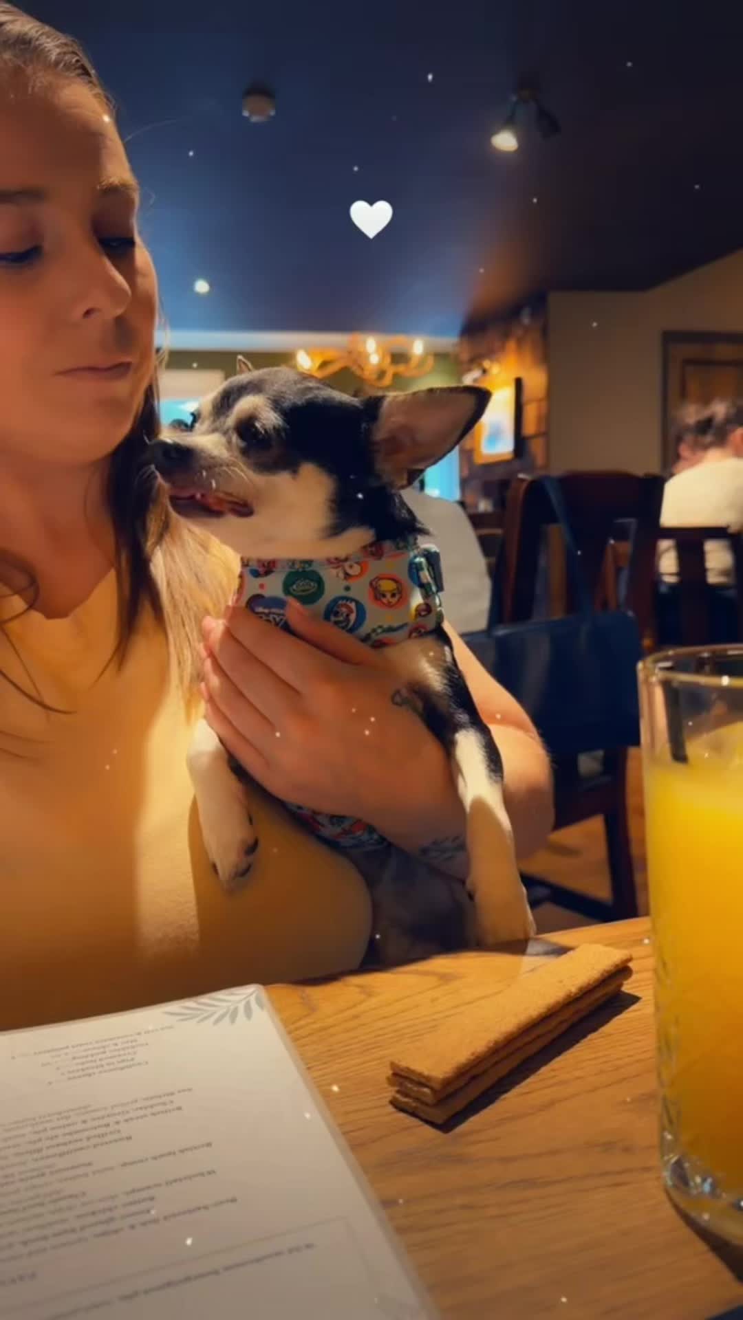 @Suffolk Chihuahuas