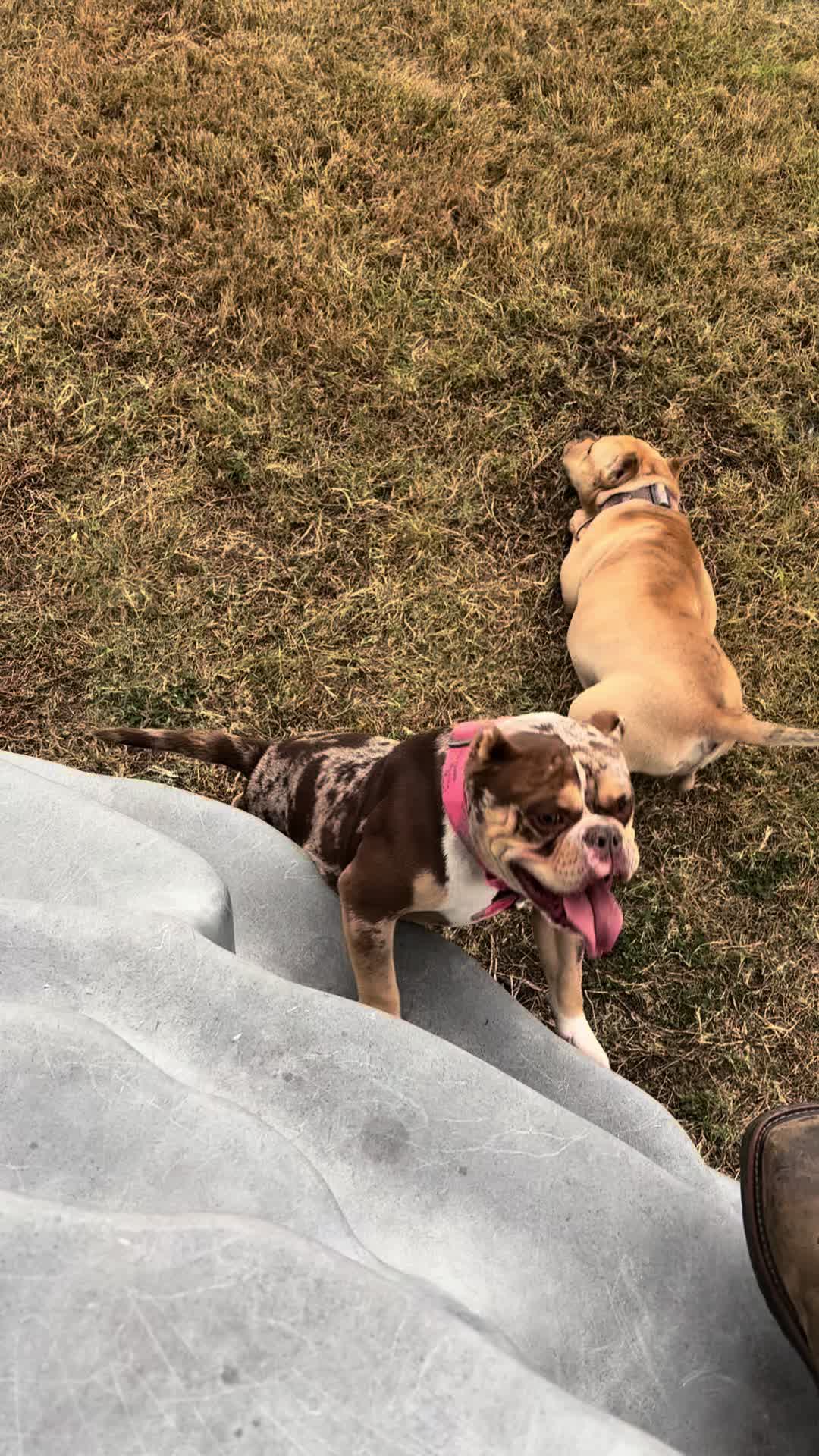 @DSGKENNELS