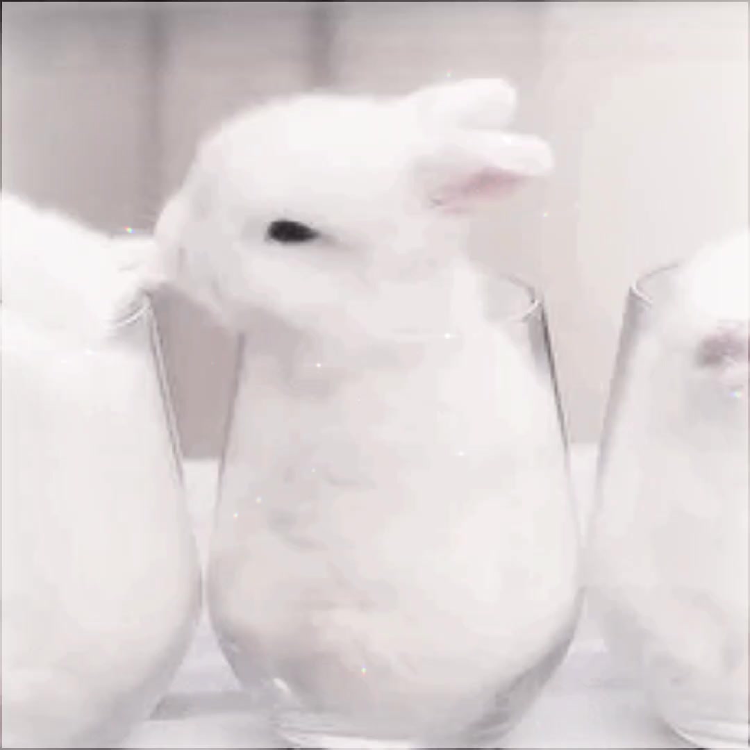 @fish🐇