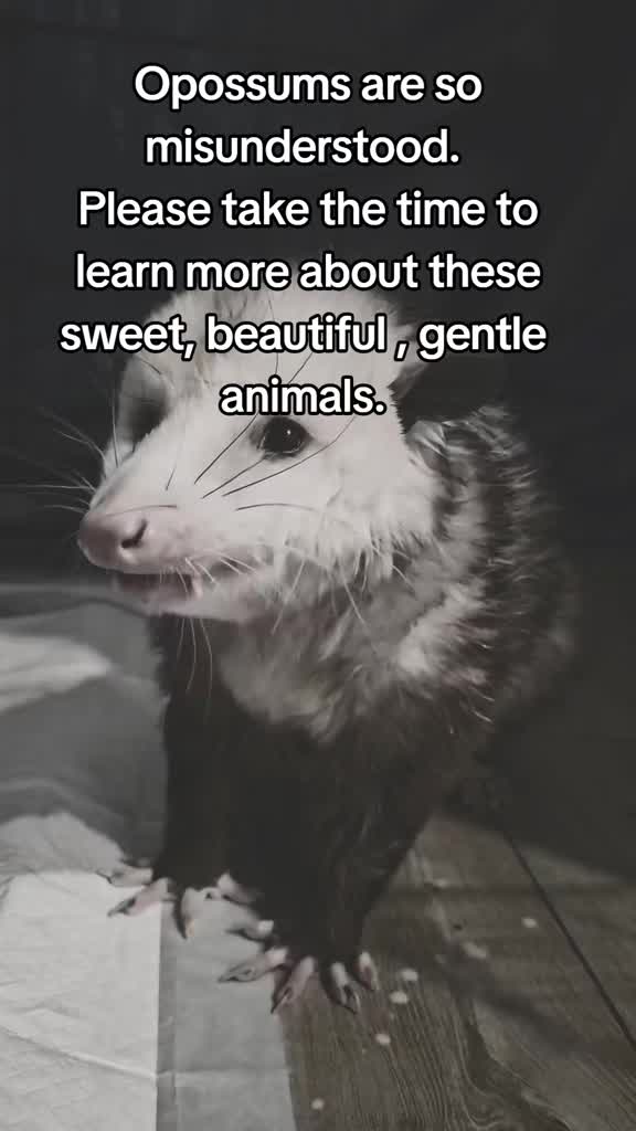 @OPOSSUM/DOG MOMMA Dea