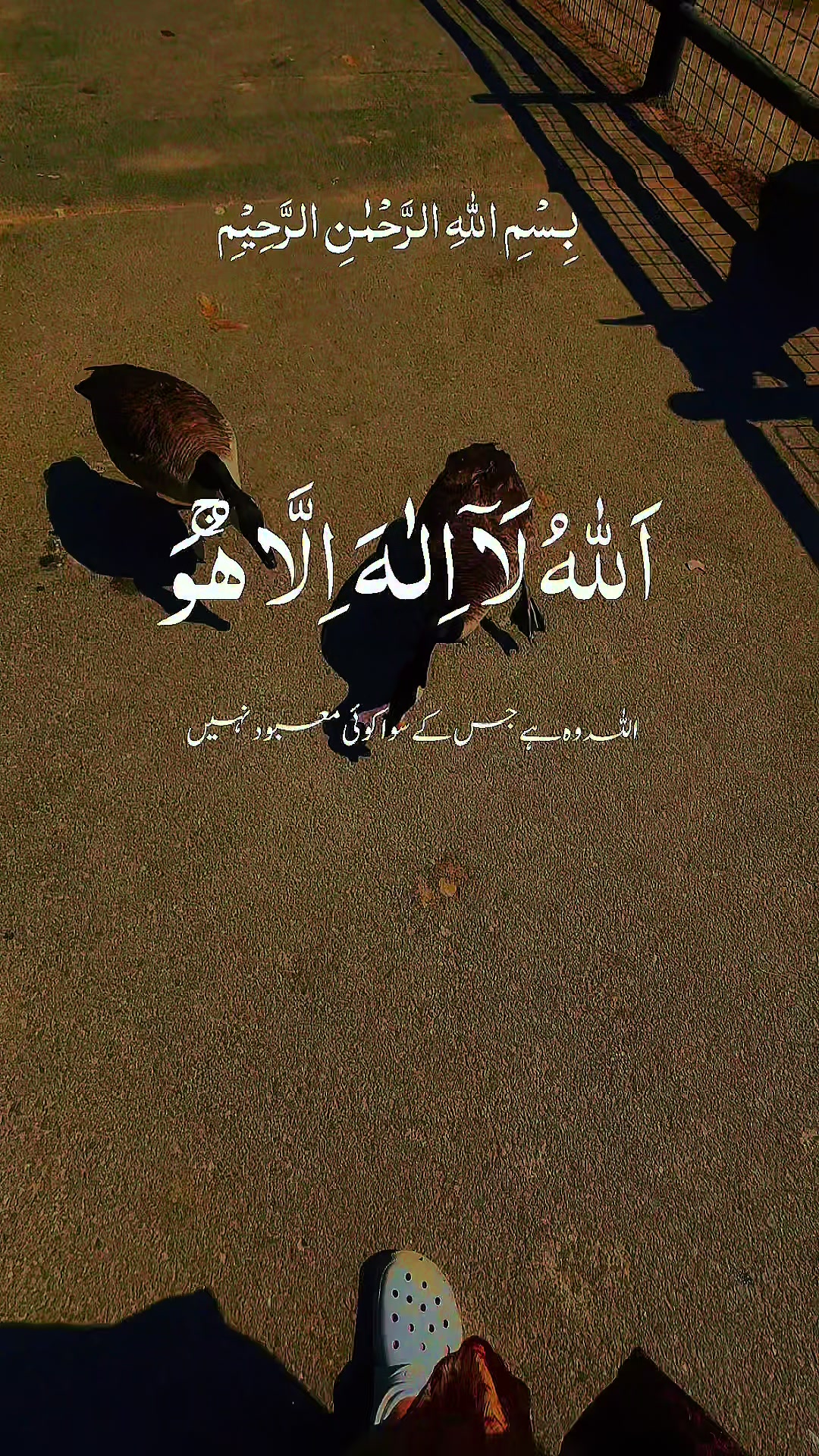 @shazia_khan❤️