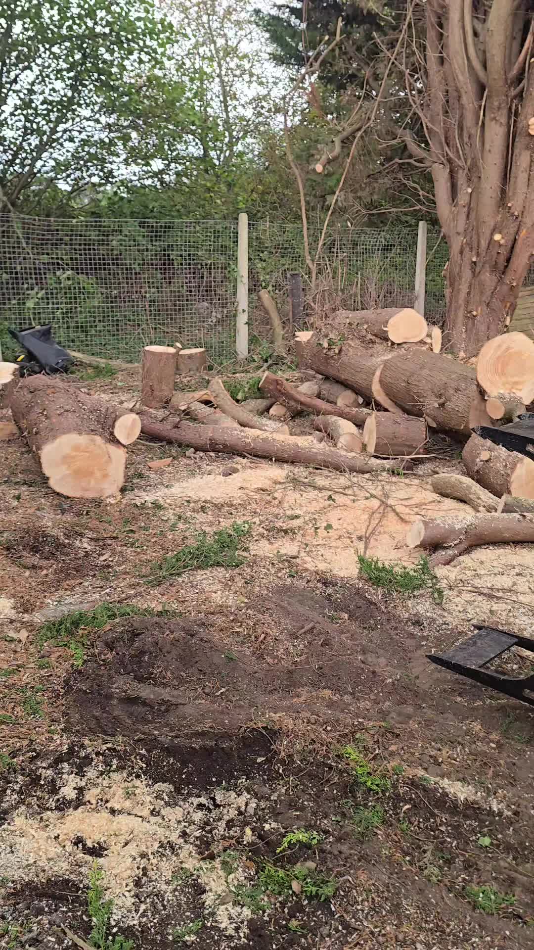 @treesportsfans