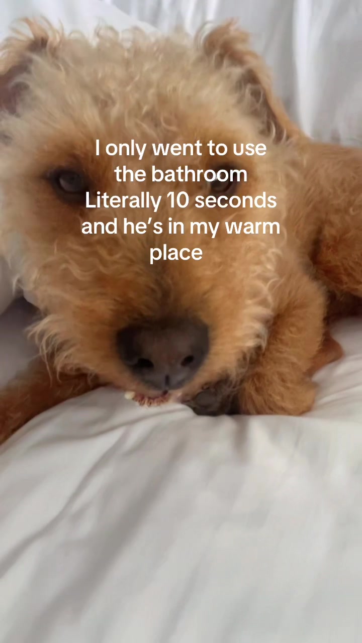 @👩🏻🦳❤️🐕