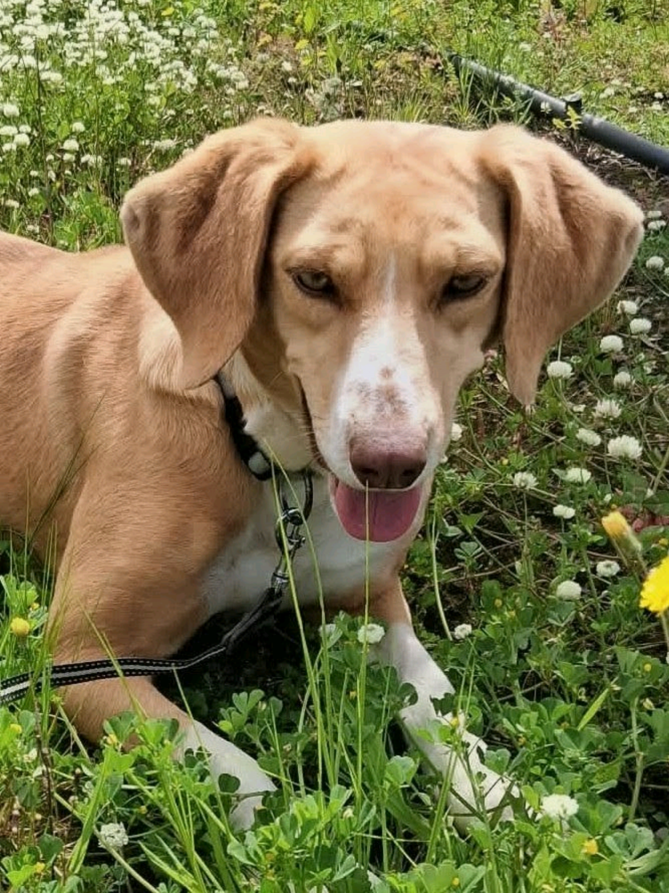 @Greek Animal Rescue