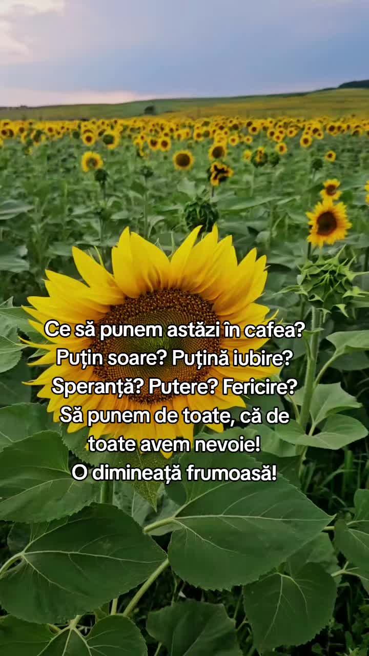 @Nița Foitoș