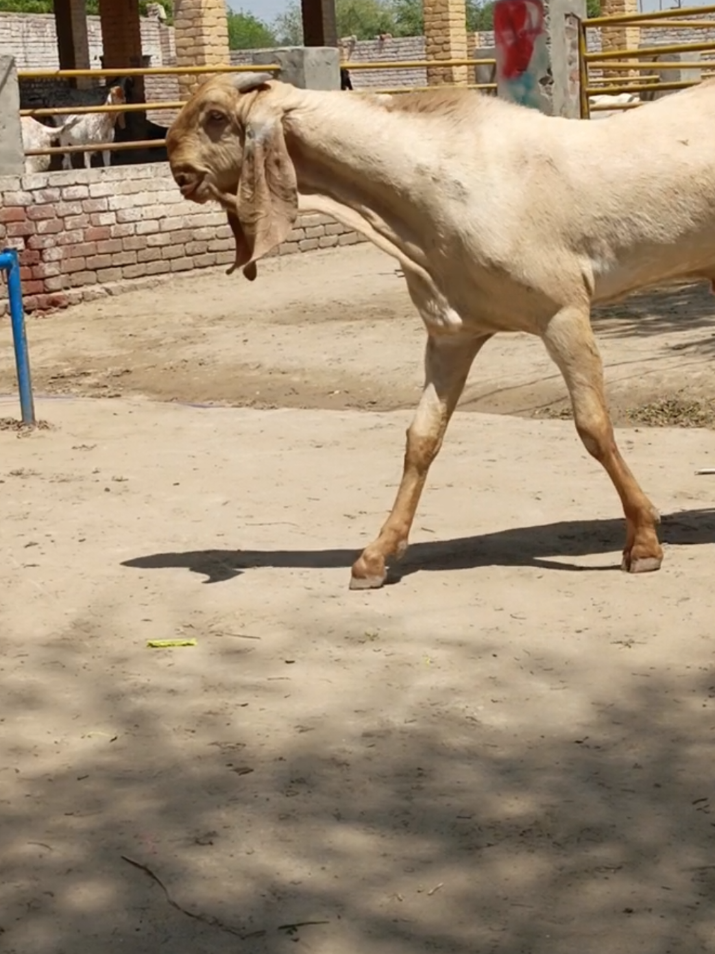 @AHMED GOAT CORNER 🐐🇵🇰