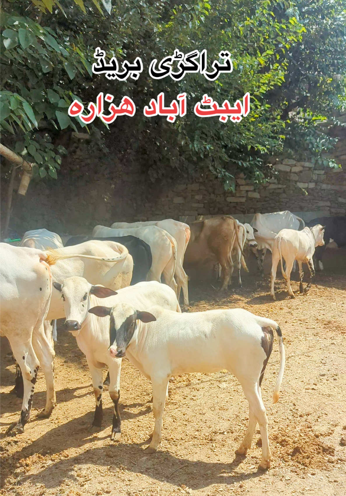 @محمد جنید (ایبٹ آباد)