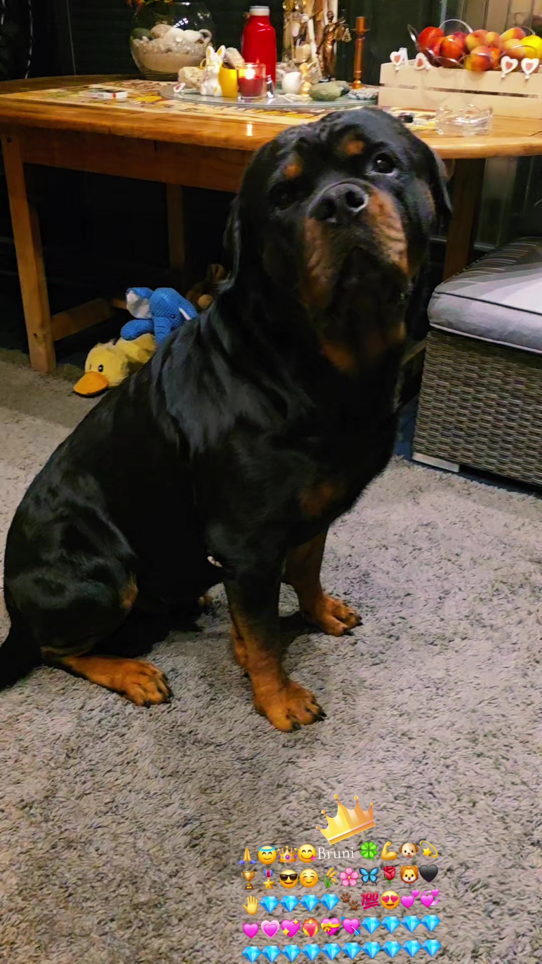 @Rottweiler Bruno