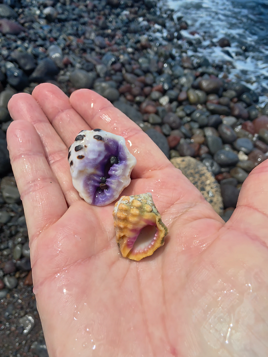 @Noe 🐚 Shells