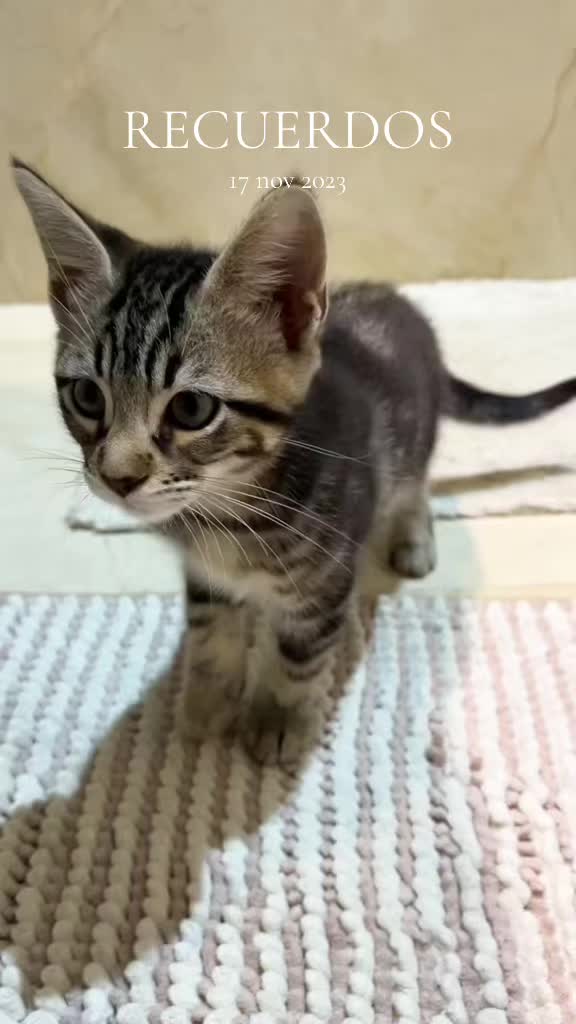 @Cloe-Leo 🤍🧡cats