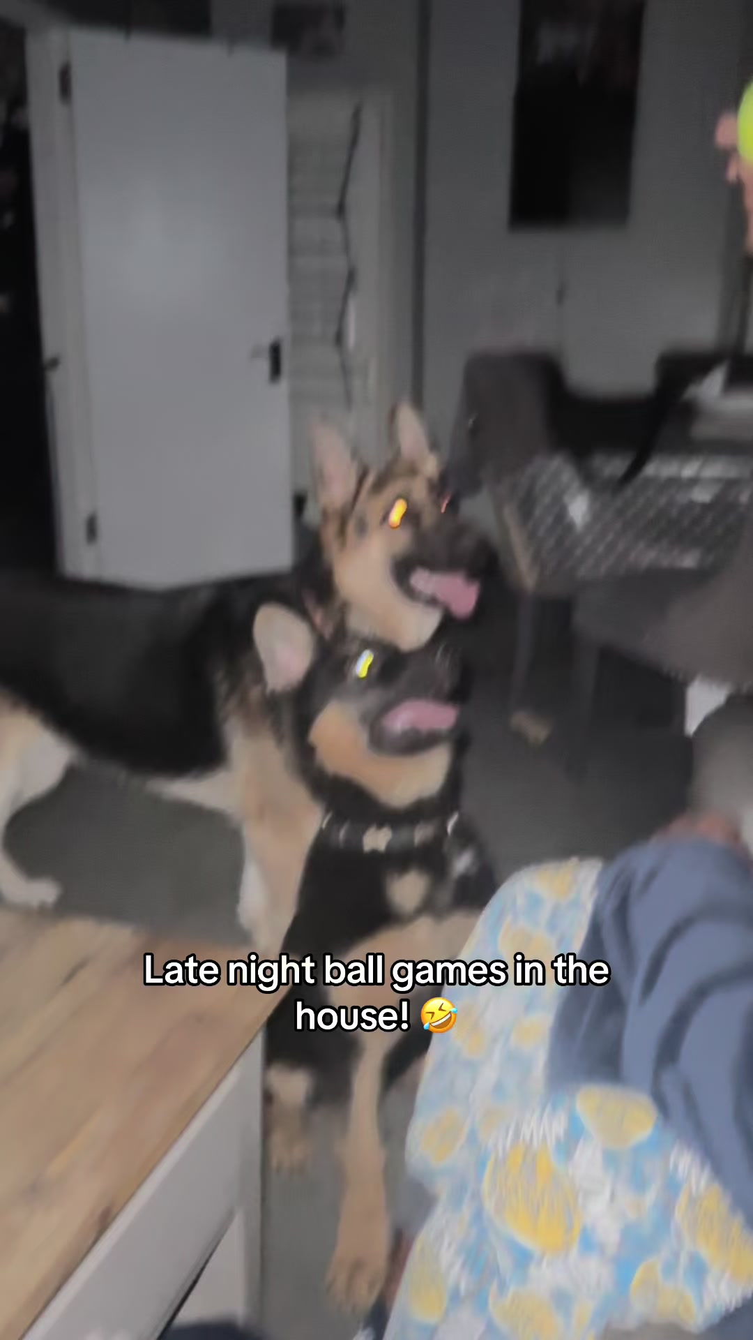 @Skyla The GSD & MC Family! 🤍