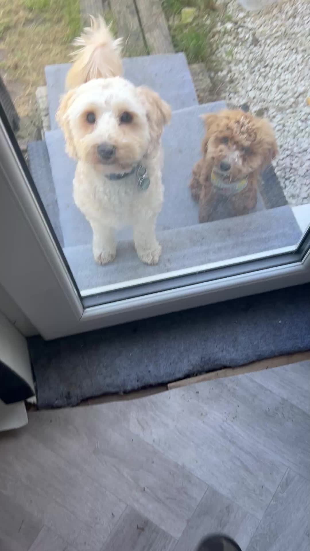@Daisy elmo olly 🏴