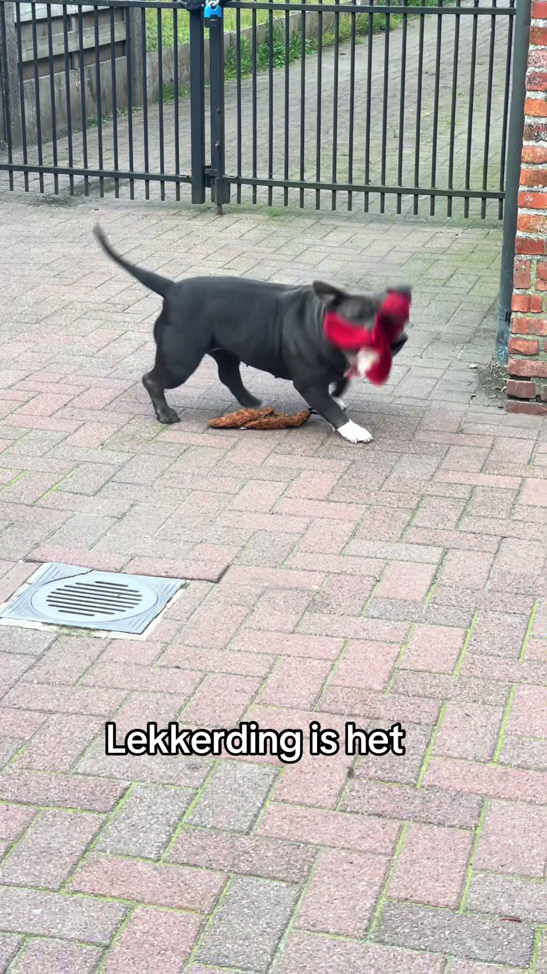 @bigdutchbullykennel