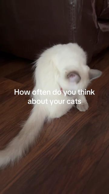 @Claws & Paws Parcels