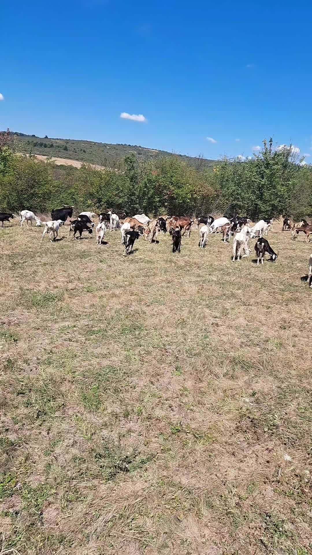 @B. Nikolov