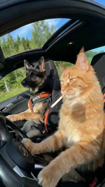 @A. di jan .M