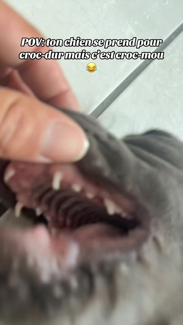 @Shadowlestaffy🐾