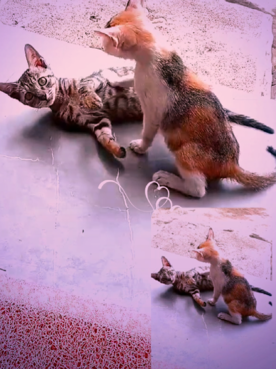 @animal family 0302