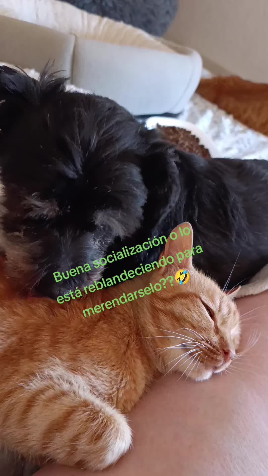 @Anahernansaiz&disca&cat