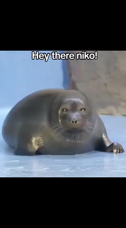 @Ray 🦭 :3
