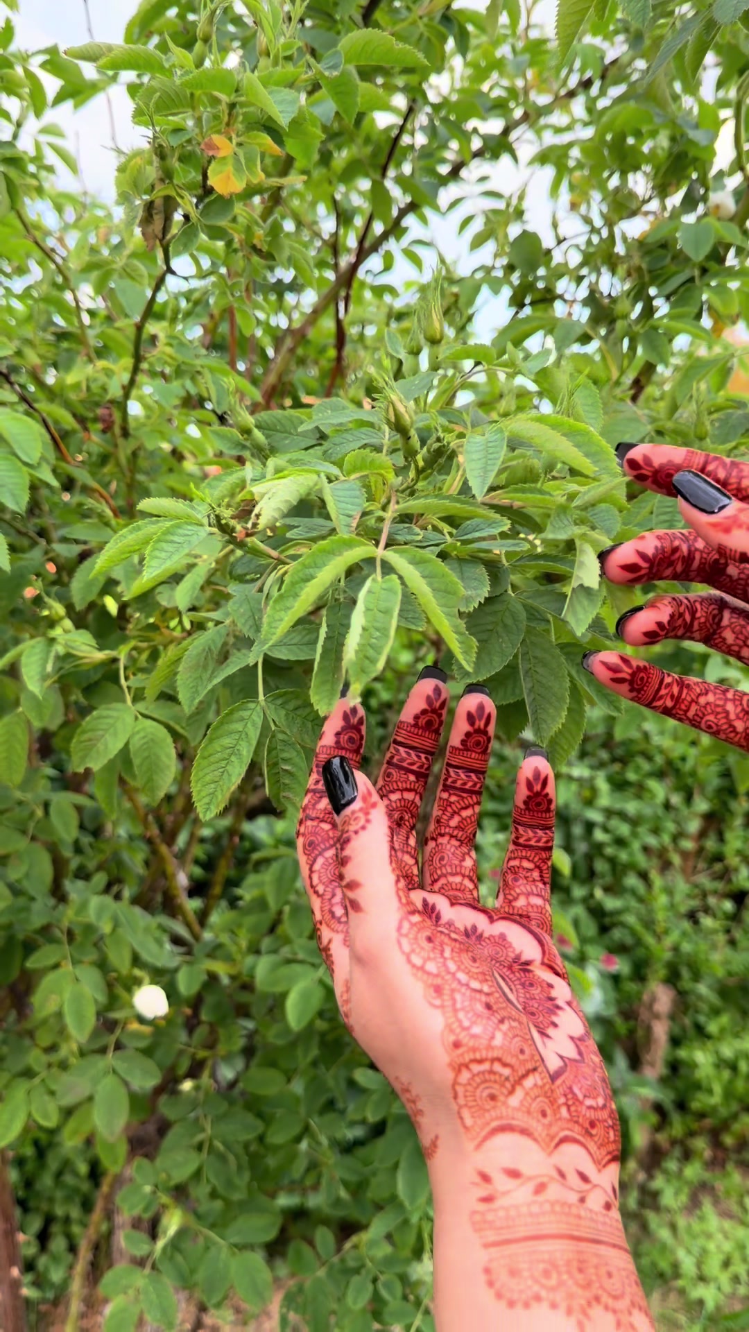 @Assia Mehndi