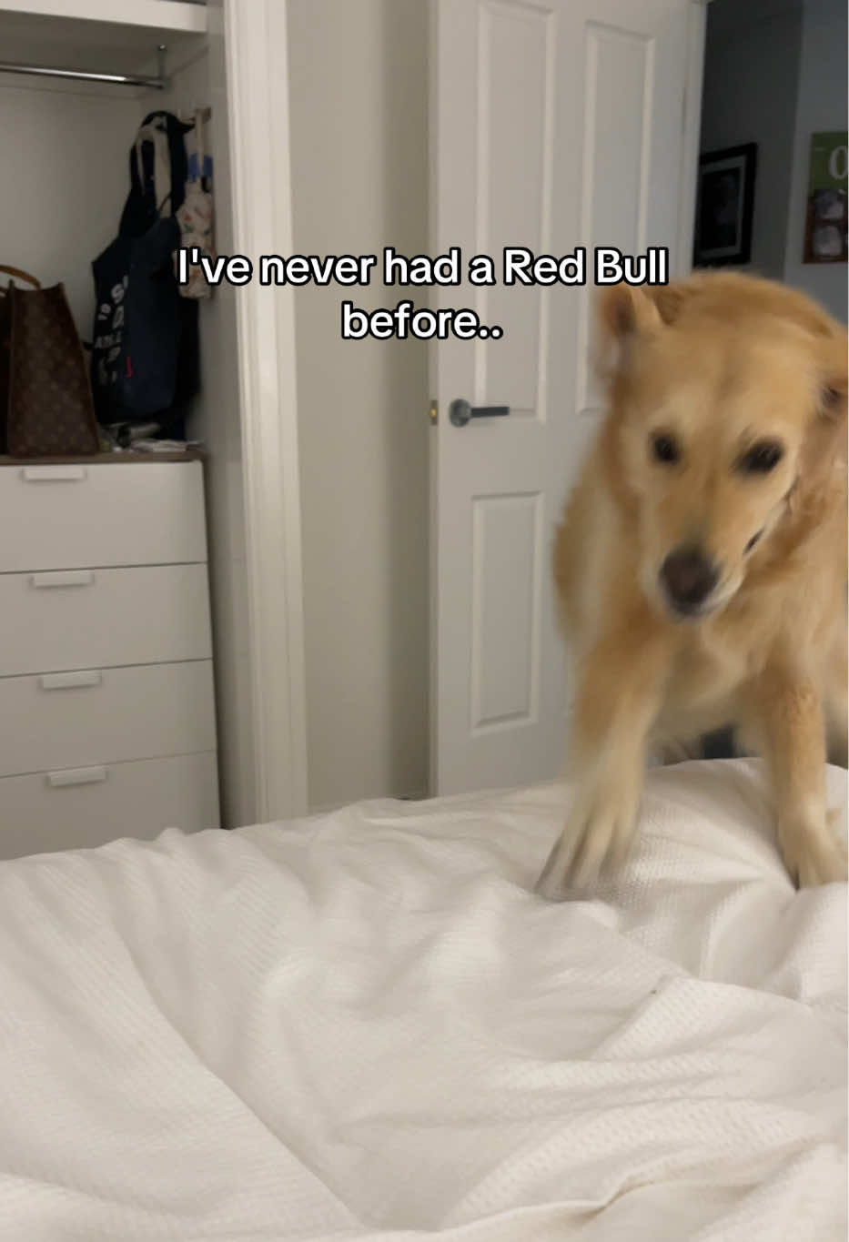 @lunas_golden_life